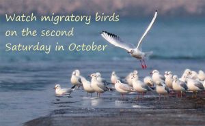 Are you ready to welcome World Migratory Bird Day in October? doloremque